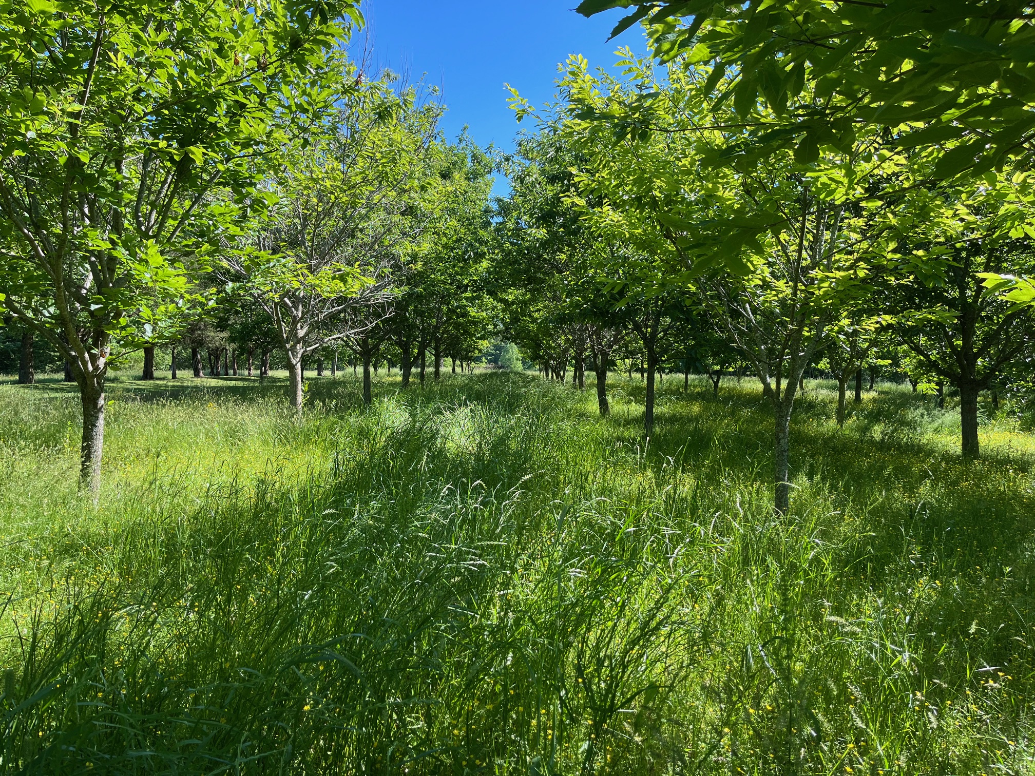 Farm and agroforestry landscape